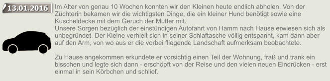 13.01.2016 Im Alter von genau 10 Wochen konnten wir den Kleinen heute endlich abholen. Von der Zchterin bekamen wir die wichtigsten Dinge, die ein kleiner Hund bentigt sowie eine Kuscheldecke mit dem Geruch der Mutter mit. Unsere Sorgen bezglich der einstndigen Autofahrt von Hamm nach Hause erwiesen sich als unbegrndet. Der Kleine verhielt sich in seiner Schlaftasche vllig entspannt, kam dann aber auf den Arm, von wo aus er die vorbei fliegende Landschaft aufmerksam beobachtete.    Zu Hause angekommen erkundete er vorsichtig einen Teil der Wohnung, fra und trank ein bisschen und legte sich dann - erschpft von der Reise und den vielen neuen Eindrcken - erst einmal in sein Krbchen und schlief. 13.01.2016